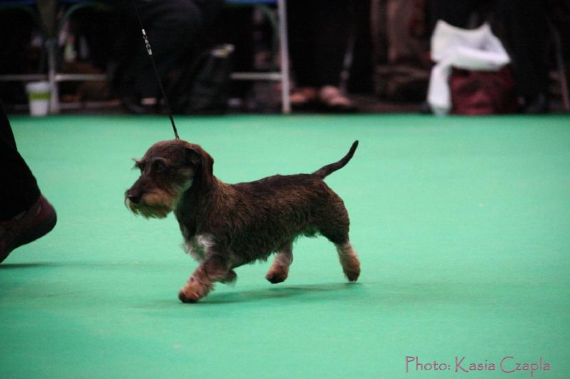 Crufts2011_2 872.jpg